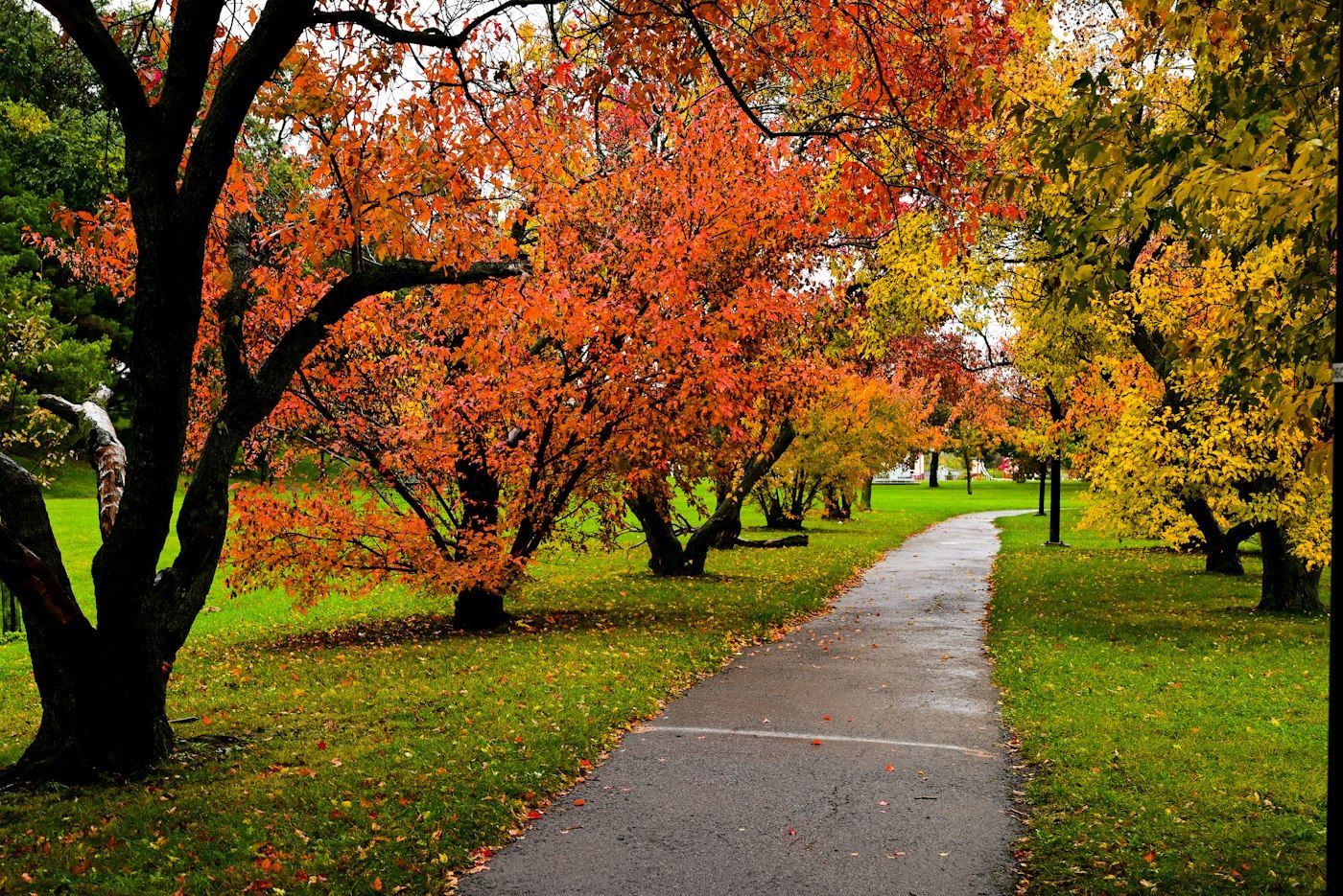 Park path under autumn trees