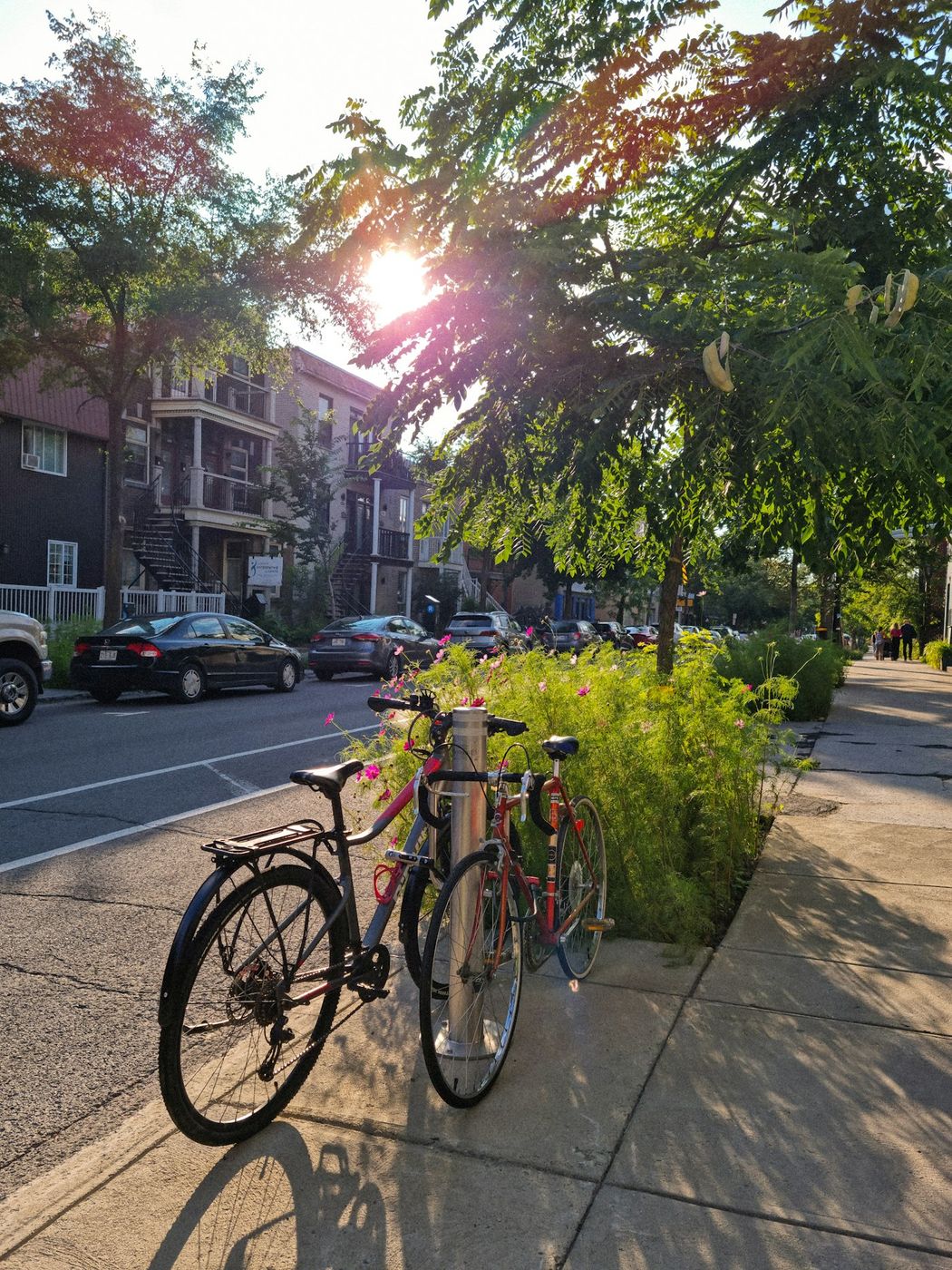 Tree-lined residential street with bicycles